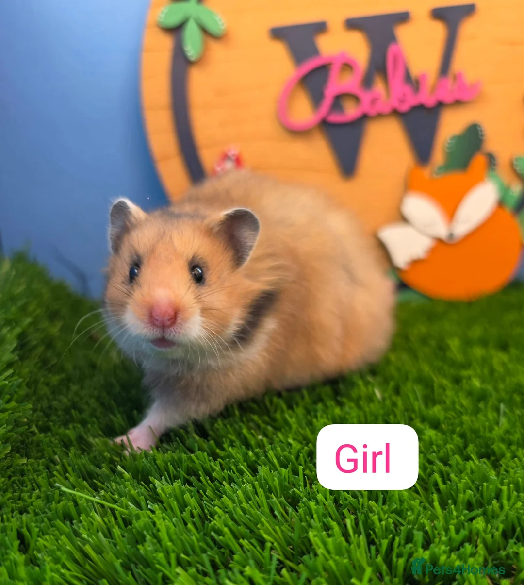 Hamster rodents for sale: Syrian Hamster Babies Baby Male Female Pedigree - Advert 2