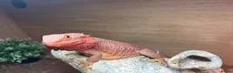 Bearded Dragon reptiles for sale: Red Bearded Dragon incl Viv and all accessories in Littlehampton - Advert 2