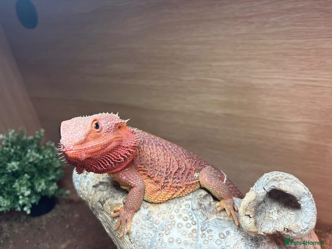 Bearded Dragon reptiles for sale: Red Bearded Dragon incl Viv and all accessories in Littlehampton - Advert 2