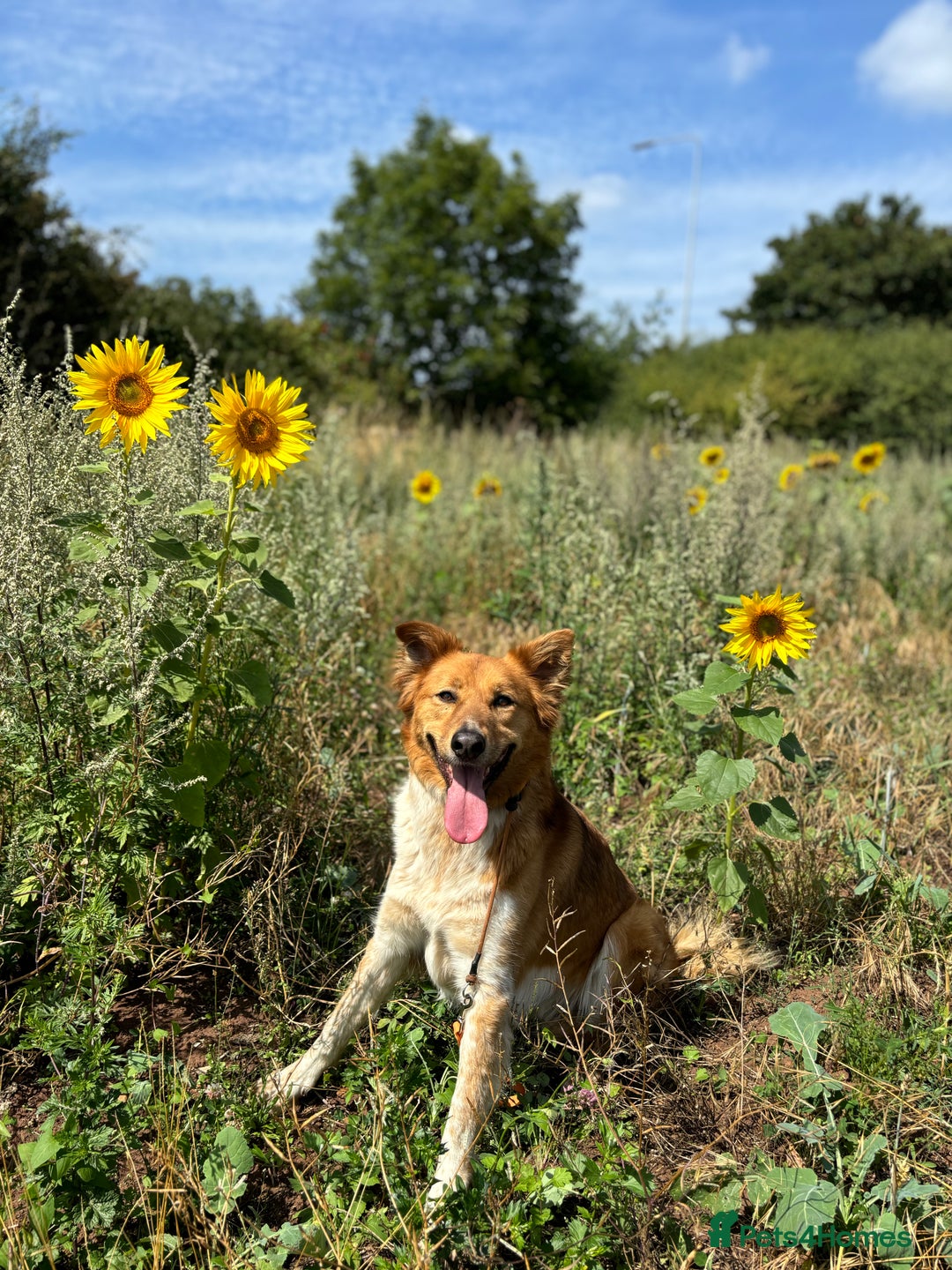 Canaan Dog dogs for sale: Roo - Canaan Dog Mix - Image 7