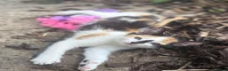 European cats for sale: Beautiful colourful kittens - Advert 7