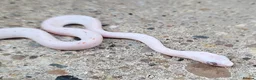 Corn Snake reptiles for sale: 2026 Corn Snake Hatchlings  - Advert 9