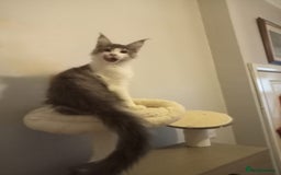 Maine Coon cats for sale: Maine coon kittens - Image 11