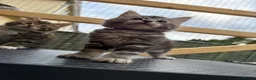 Maine Coon cats for sale: Maine Coon kittens 1 girl & 4 boys 😊 - Advert 5