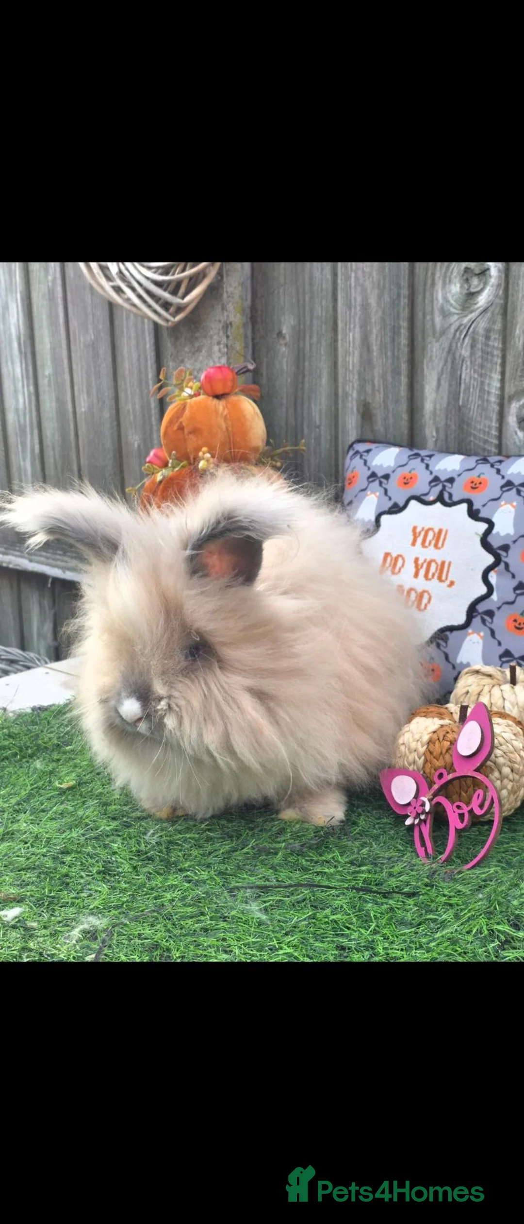 Angora rabbits for sale: Blue torte full faced angora doe. - Advert 2