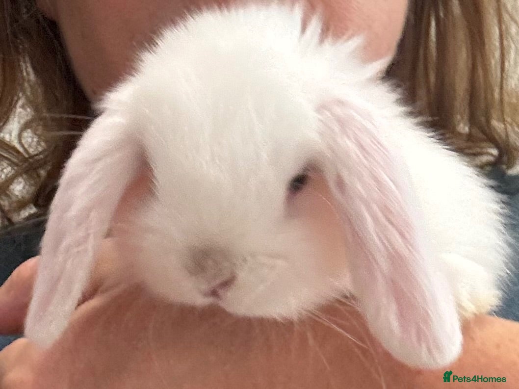 Mini Lop rabbits Beautiful baby mini lops - Advert 2