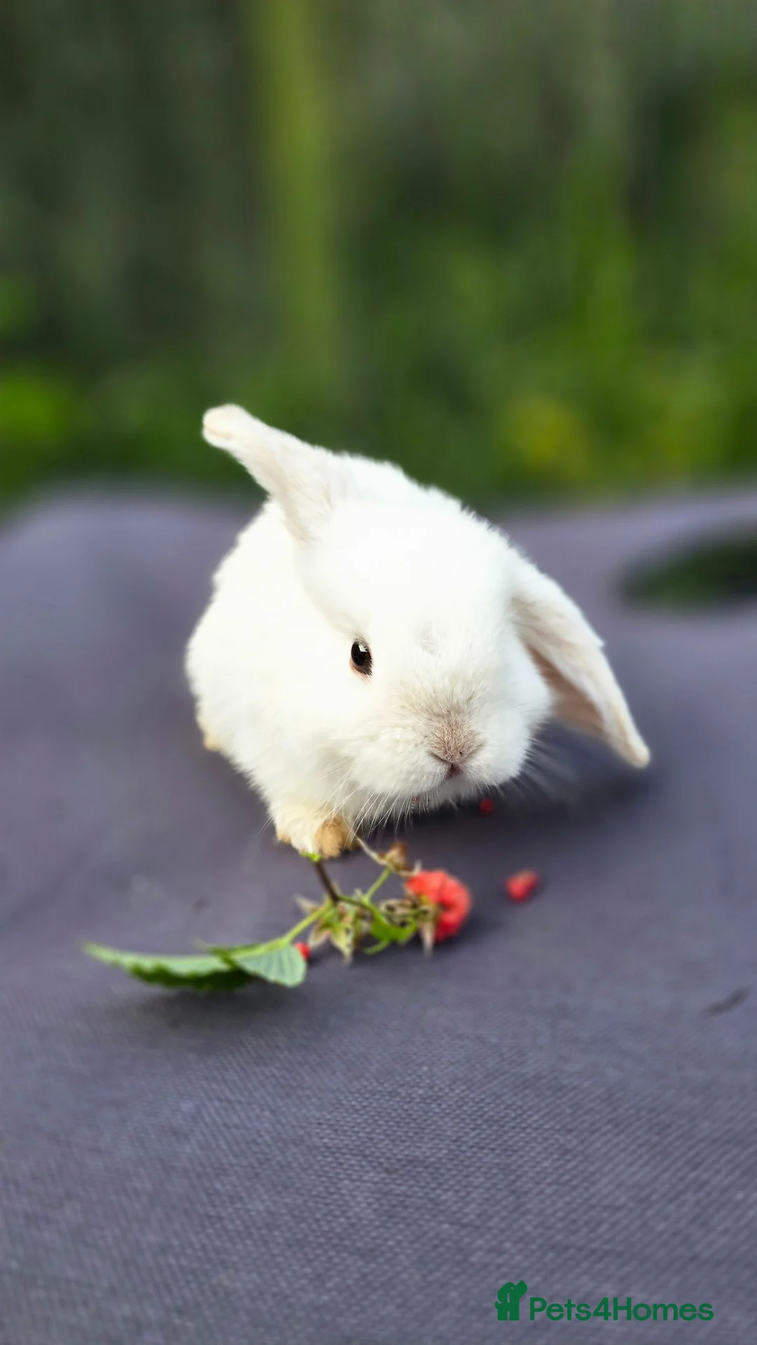 Mini Lop rabbits for sale: Cute and playful healthy bunnies  - Advert 1