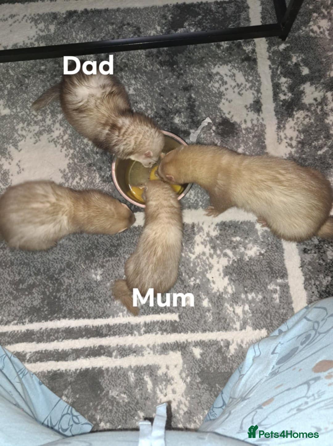 Ferret rodents for sale: Micro babies jills - Image 7
