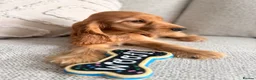 Cocker Spaniel dogs for sale: Champion Bloodline KC Show Cocker Spaniel Puppies  - Advert 7