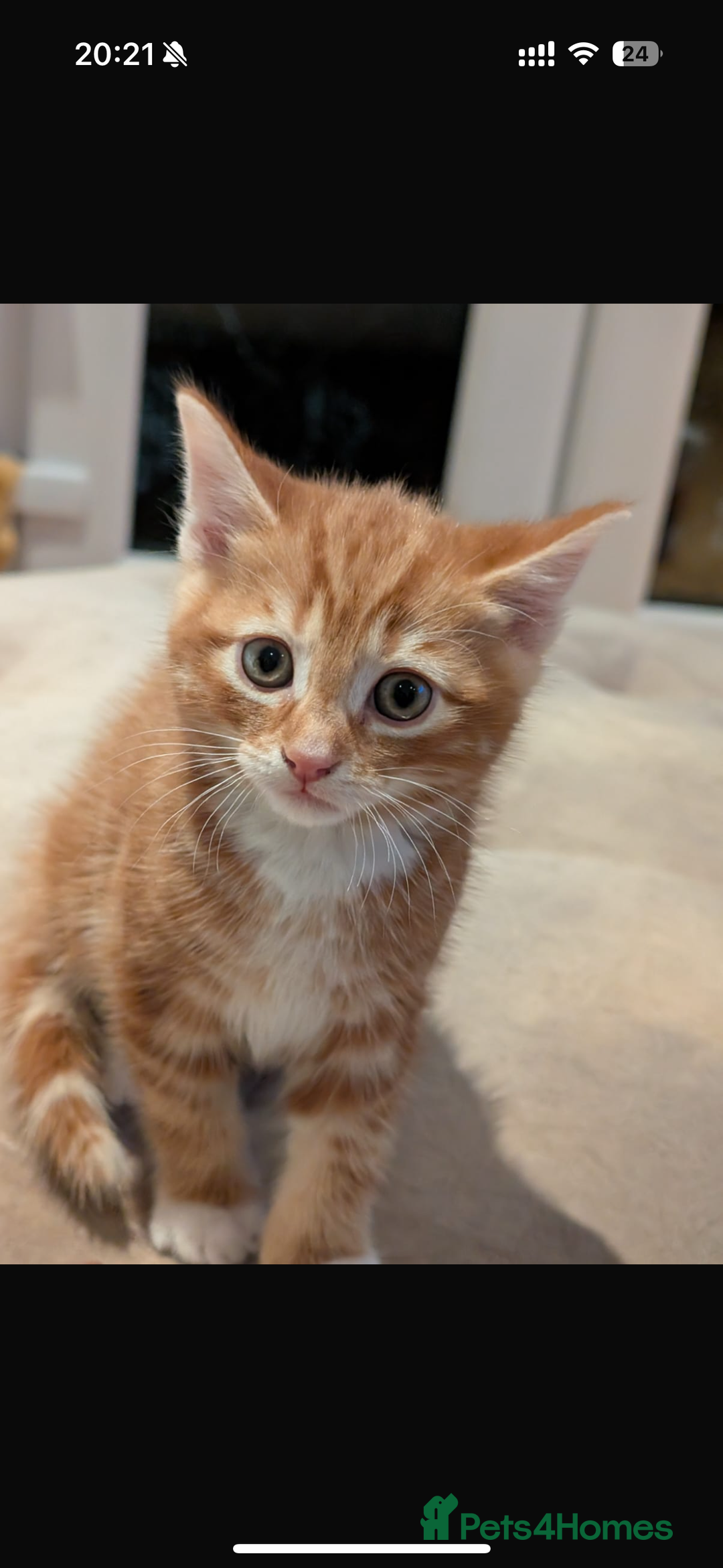 Mixed Breed cats for sale: Gorgeous mixed breed bengal and calico kittens - Advert 4