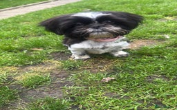 Shih Tzu dogs for sale: Gorgeous Shih Tzu puppy, 4 months old.  - Image 6