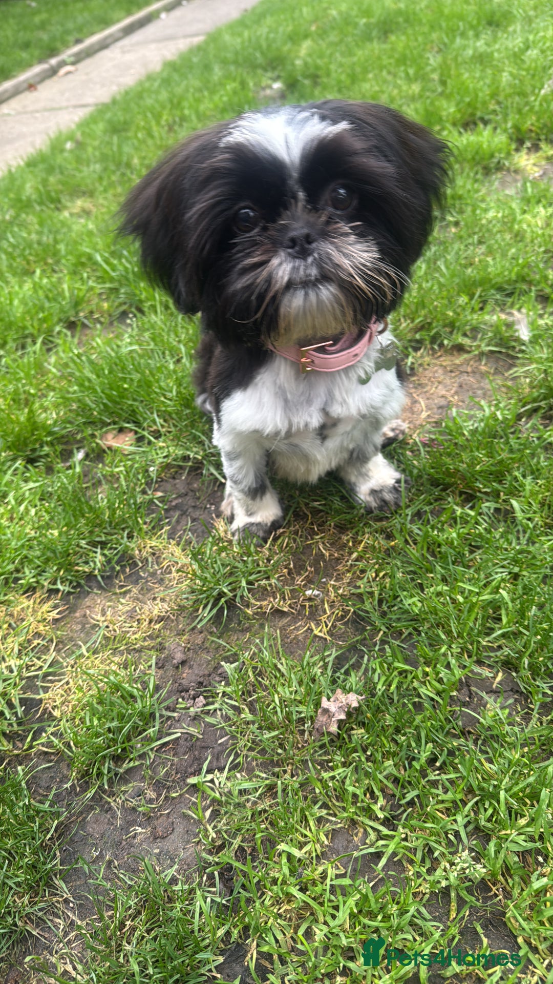 Shih Tzu dogs for sale: Gorgeous Shih Tzu puppy, 4 months old.  - Image 6