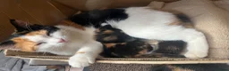 Mixed Breed cats for sale: Beautiful tortoiseshell kitten - Advert 1