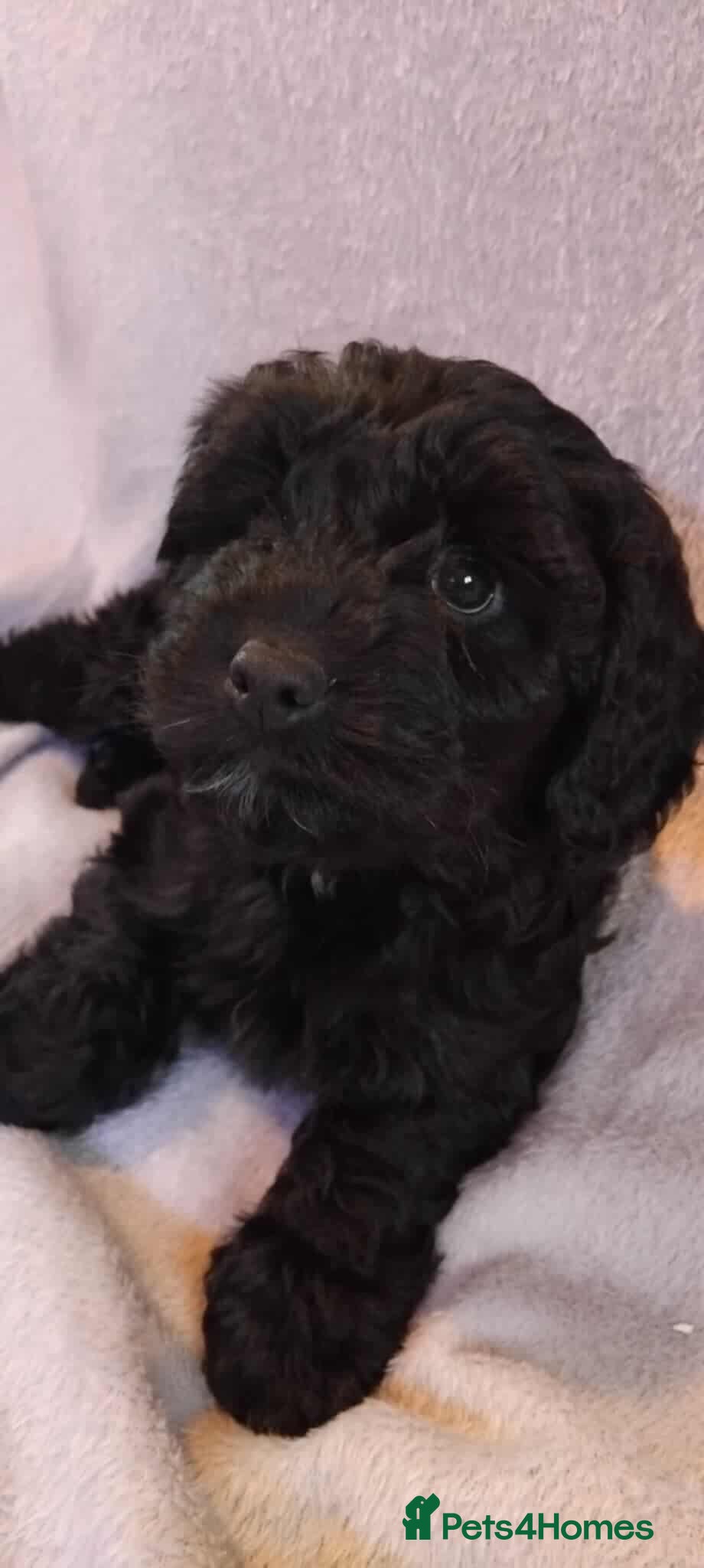 Cockapoo dogs F1 small Cockerpoo/ Cockapoo Black Girl  - Advert 6