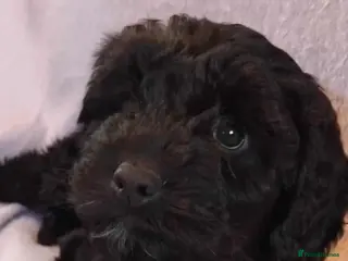 Cockapoo dogs F1 small Cockerpoo/ Cockapoo Black Girl - Advert 6