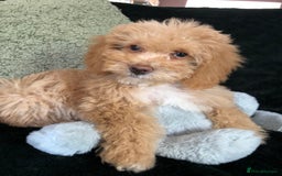 Mixed Breed dogs for sale: shihtzu x toy poodle puppies for sale - Image 34