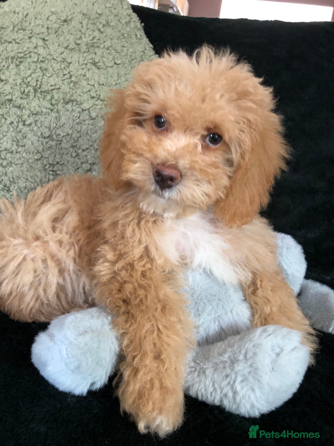 Mixed Breed dogs for sale: shihtzu x toy poodle puppies for sale - Image 34