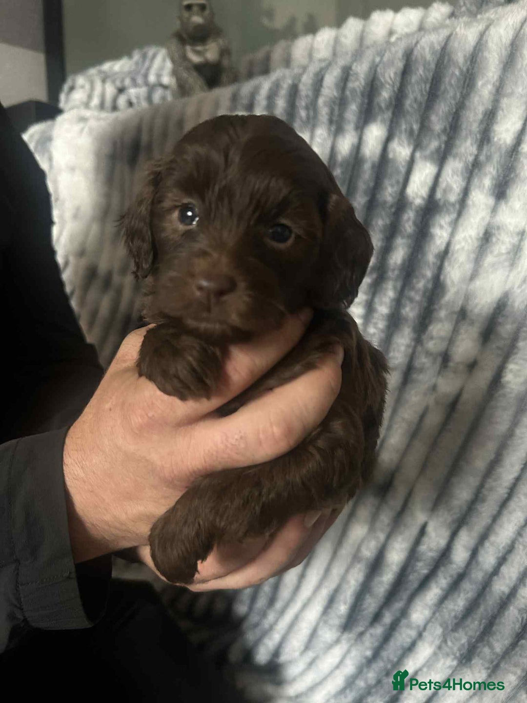 Cockapoo dogs for sale: F1B cockapoo  - Image 12