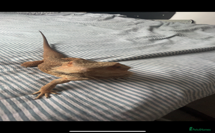 Bearded Dragon reptiles - Advert 1