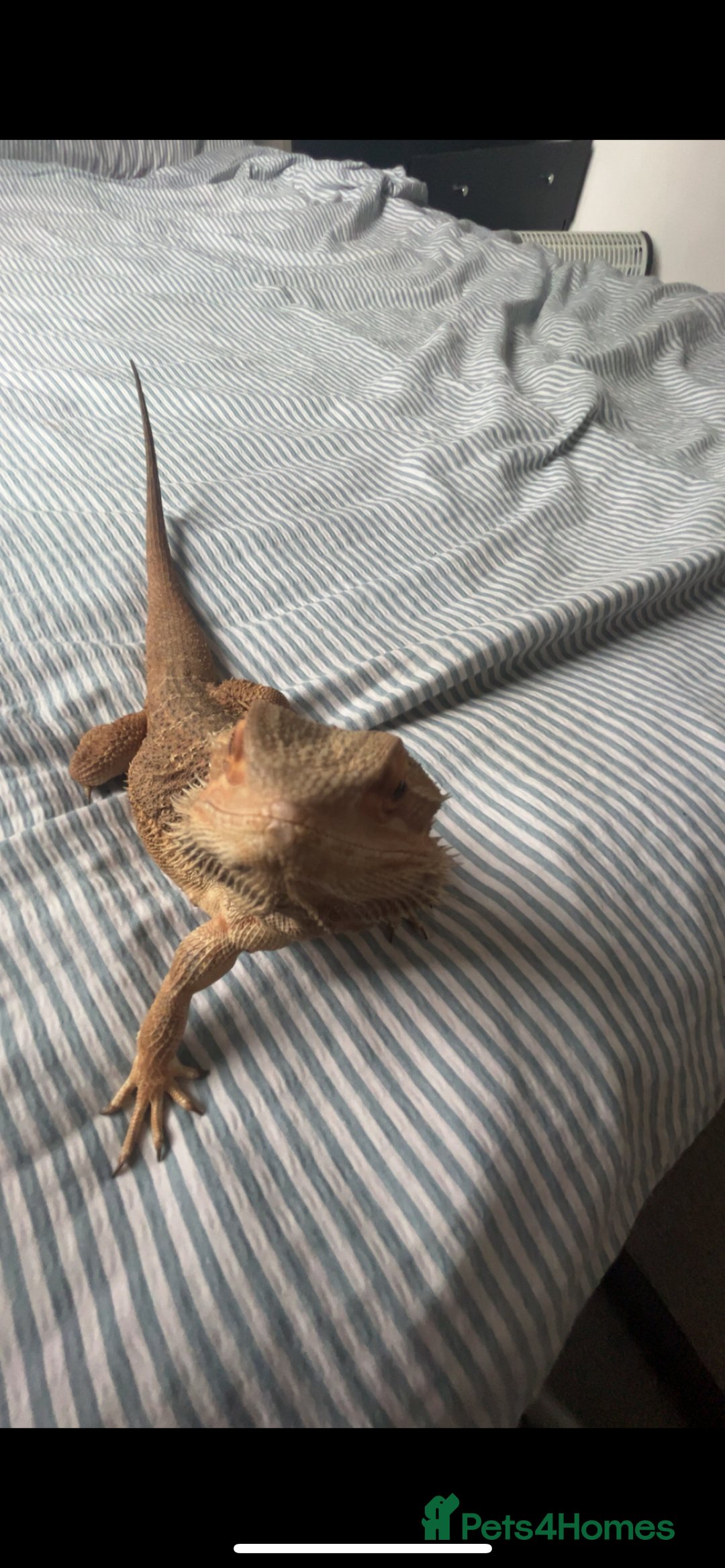 Bearded Dragon reptiles for sale: Lovely male bearded dragon, with full set up  - Image 1