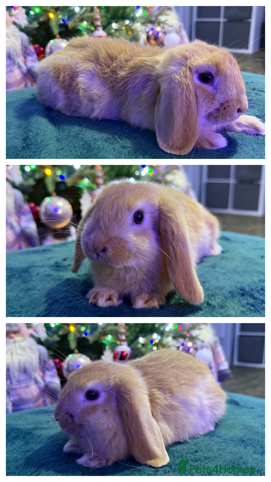 Mini Lop rabbits for sale: 🩷Beautiful Mini Lops🩷 - Advert 4