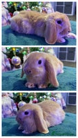 Mini Lop rabbits 🩷Beautiful Mini Lops🩷 - Advert 12
