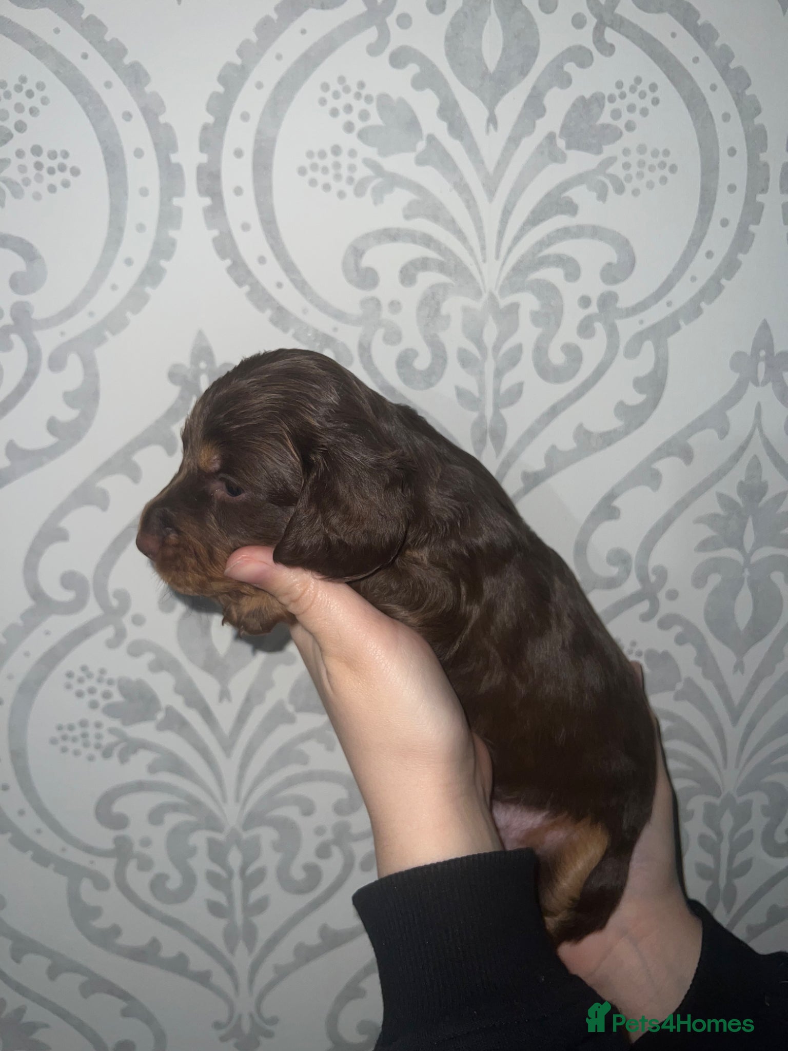 Miniature Dachshund dogs long haired and smooth miniature dachshund puppys - Advert 2