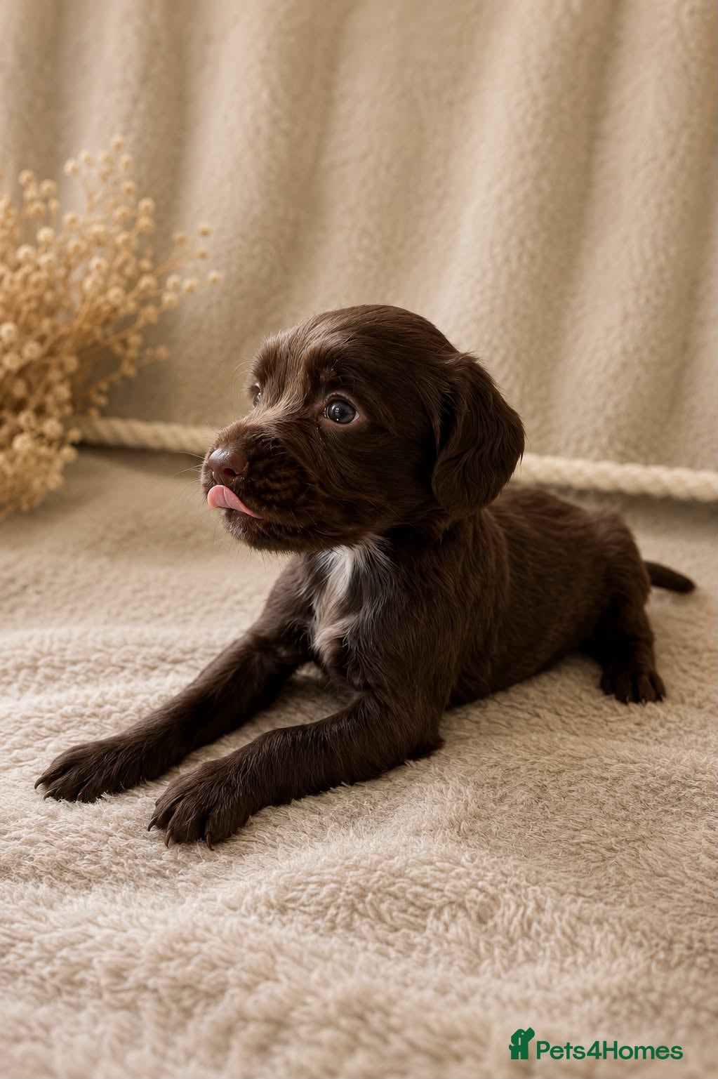 Cocker Spaniel dogs Beautiful Merle Cocker Spaniel puppies - Advert 2