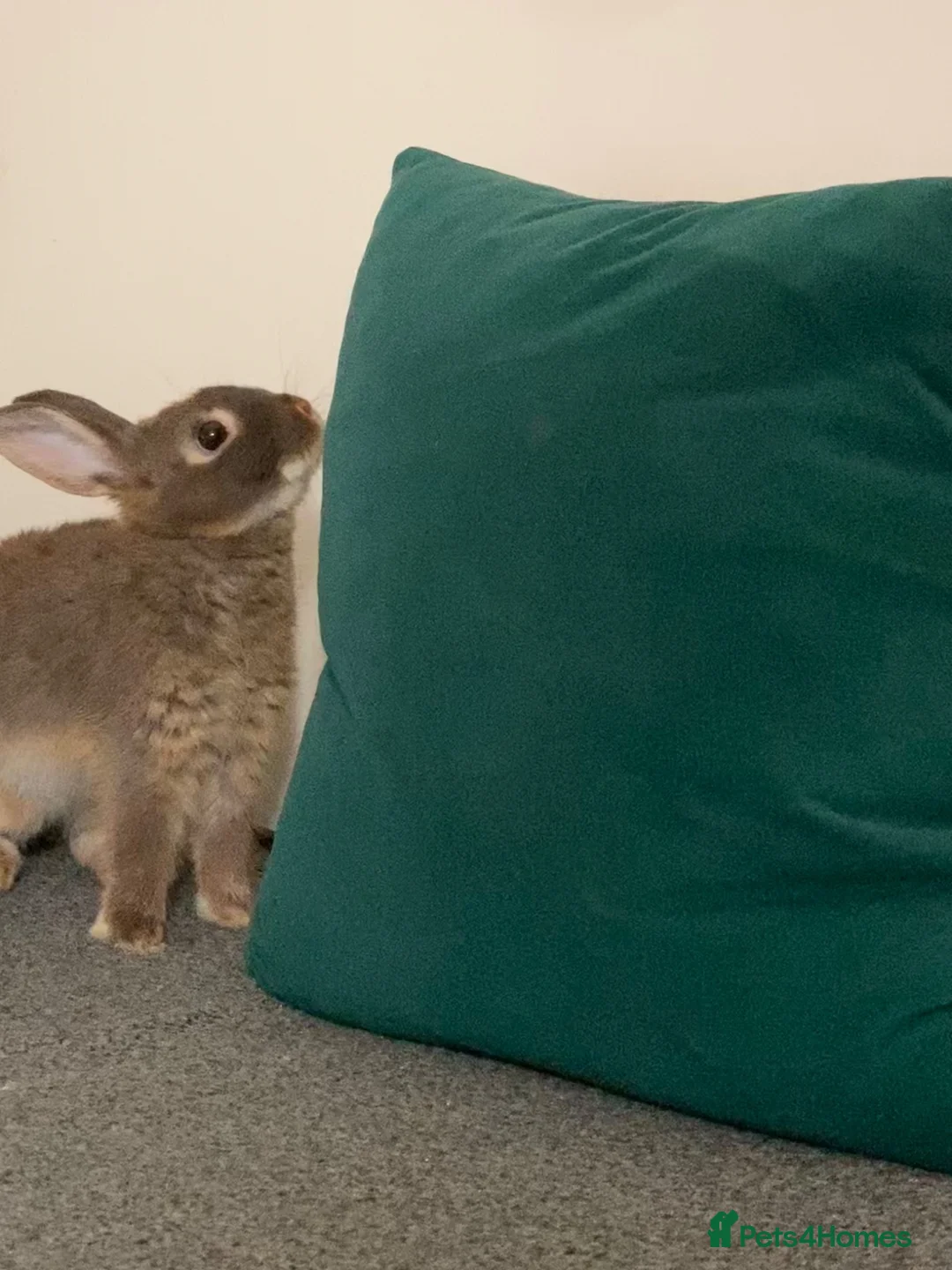 Netherland Dwarf rabbits for sale: Netherland & lionhead mix - Advert 3