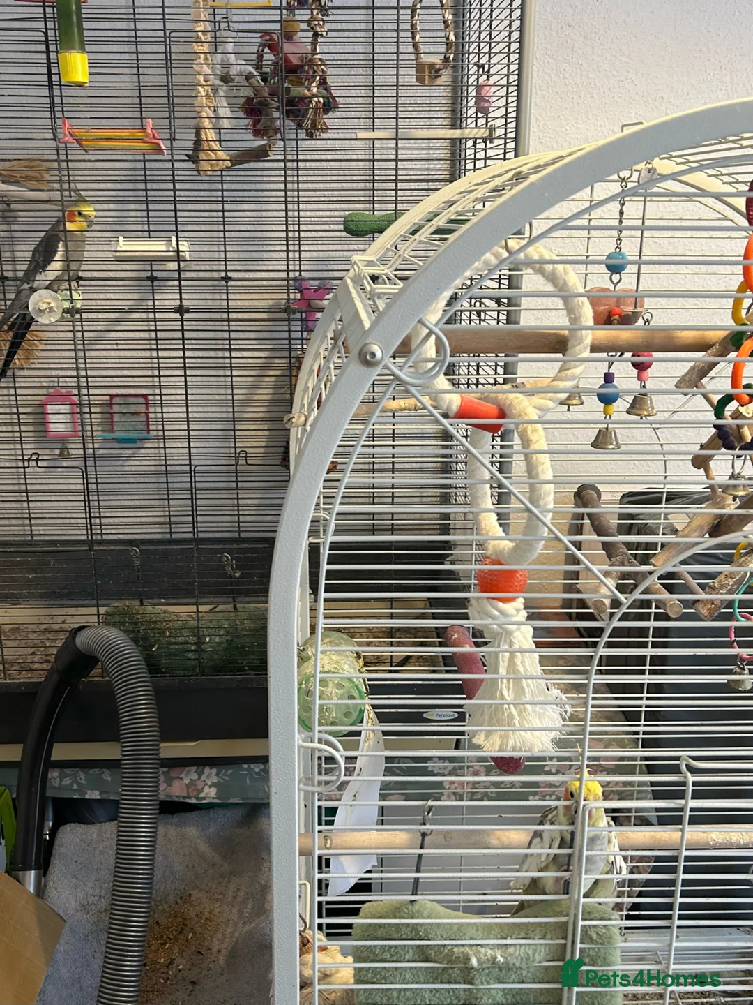 Cockatiels birds for sale: Two male cockatiels  - Advert 3
