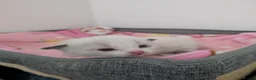 Ragdoll cats for sale: Adorable little Ragdolls  - Advert 13