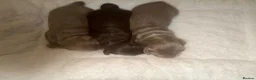 Miniature Dachshund dogs for sale: Long haired miniature dachshund x3 male - Advert 6