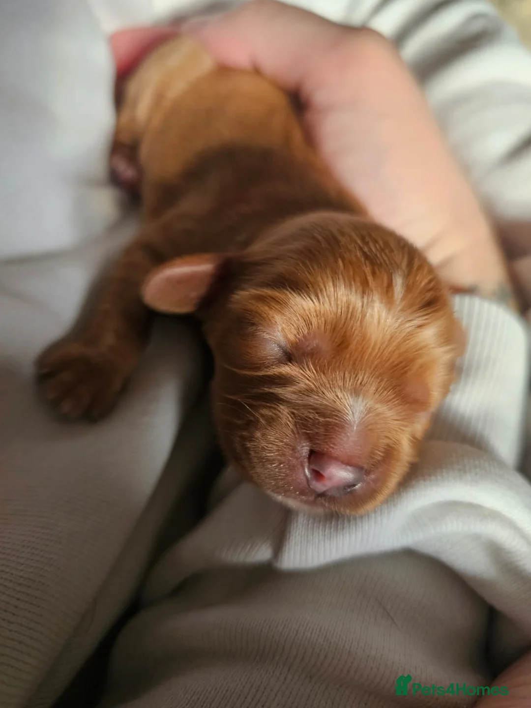Cavalier King Charles Spaniel dogs for sale: KC registered Cavalier puppies  - Advert 9