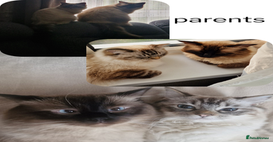 Ragdoll cats - Advert 4