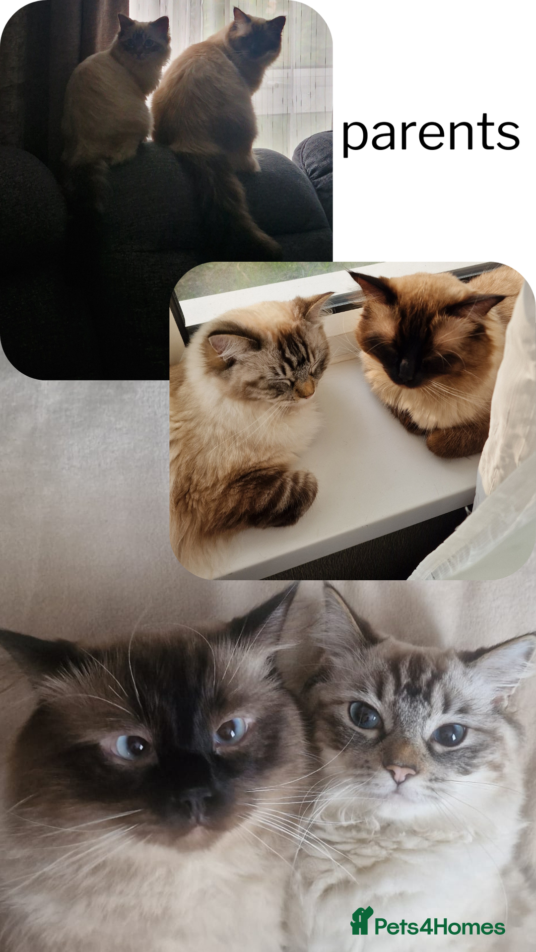 Ragdoll cats for sale: 6 beautiful PURE ragdolls - Image 2