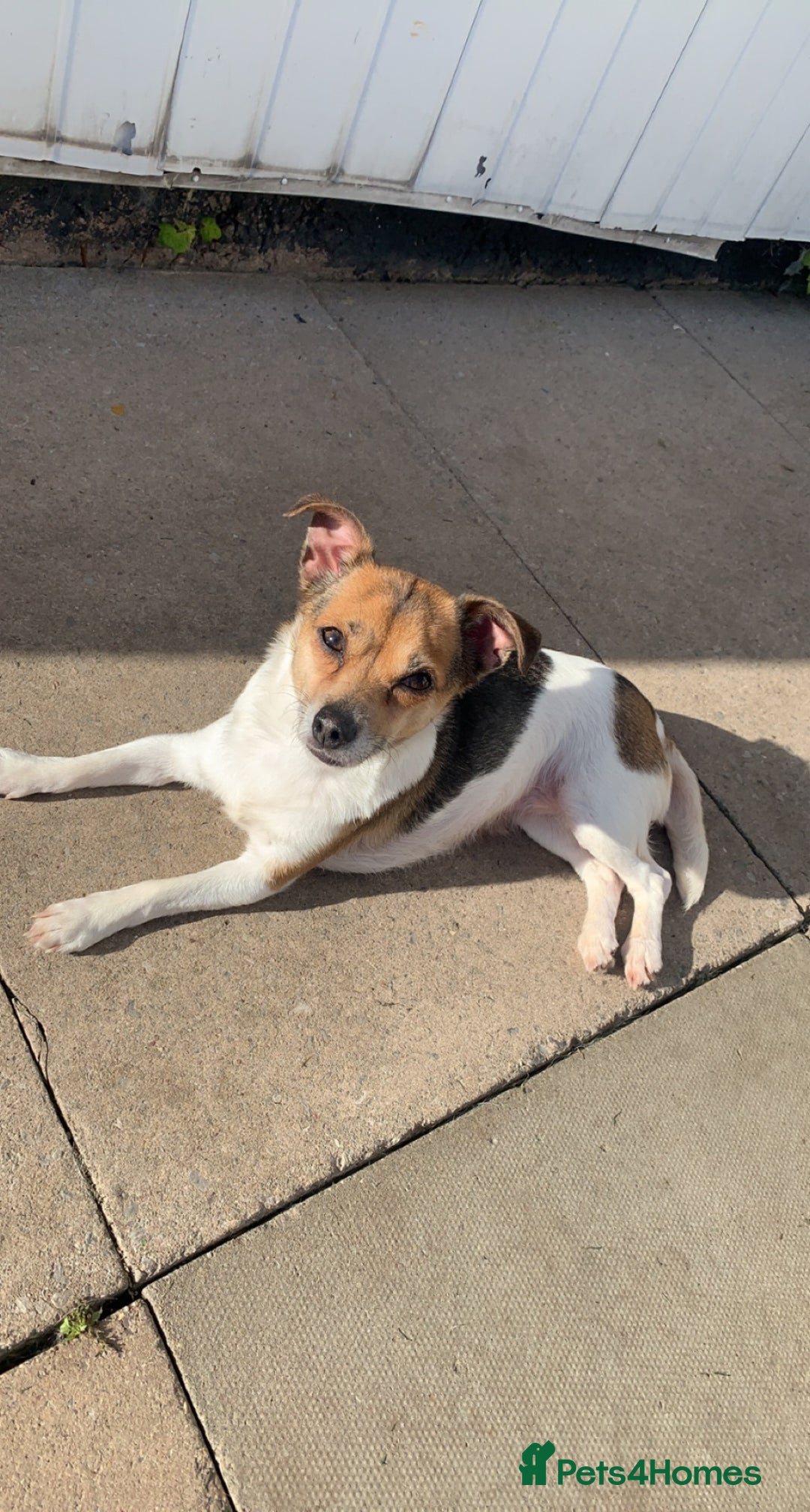 Mixed Breed dogs for sale: Jack Russell x chihuahua  - Advert 2