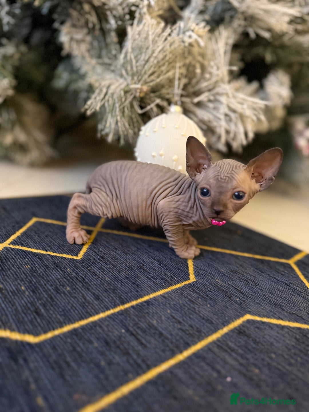 Sphynx cats for sale: Stunning Kittens!  - Advert 6
