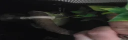 Frog reptiles for sale: Whites tree frogs x 3 and full set up - Advert 14