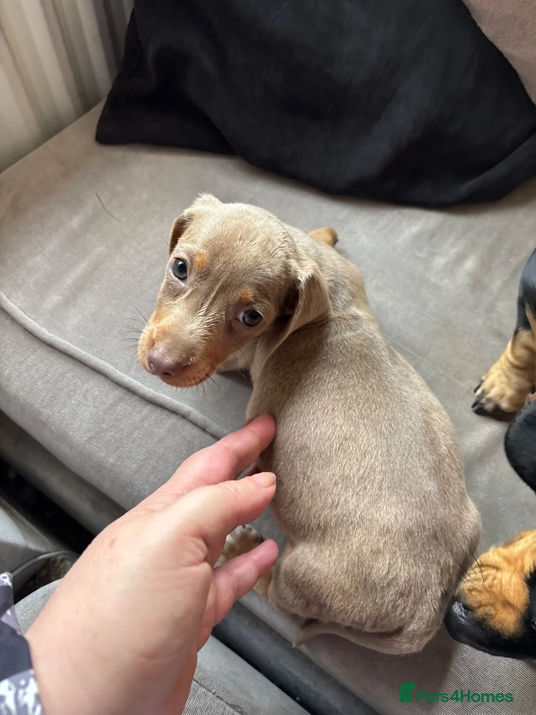 Miniature Dachshund dogs for sale: isabella tan boy in Southampton - Advert 2