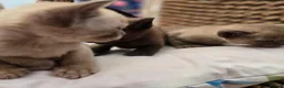 Burmese cats for sale: Outstanding Pedigree Burmese Kittens,Vet checked - Advert 29
