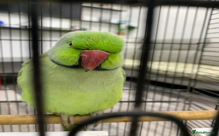 Ringnecks birds - Advert 1