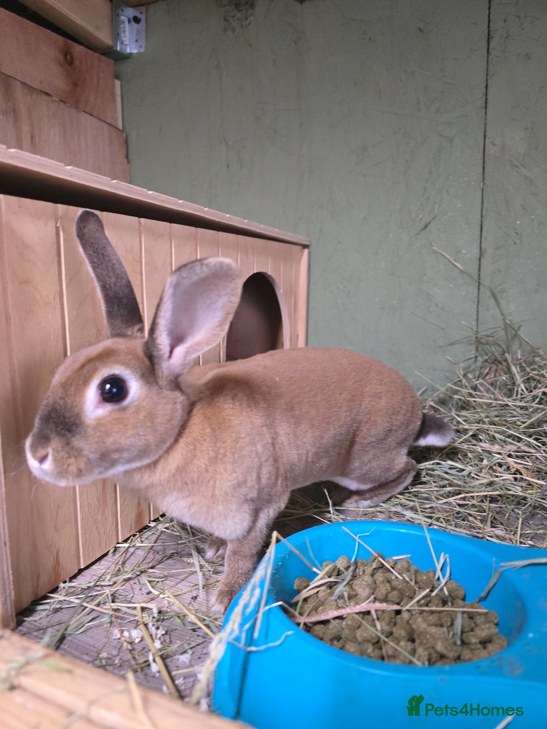 Rex rabbits for sale: Rescue 2 mini rex females bonded bunnies 4 months  - Image 3
