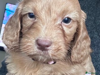 Cockapoo dogs GORGEOUS LITTER OF COCKAPOO’S - Advert 11