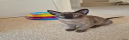 Burmese cats for sale: Pedigree Burmese Kittens - Advert 12