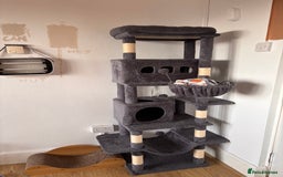 British Shorthair cats for sale: FREE black and white cat 18 months old - Image 5