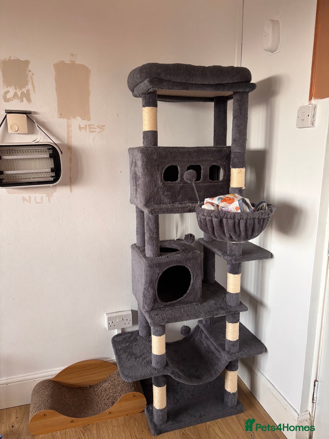 British Shorthair cats for sale: FREE black and white cat 18 months old - Image 5