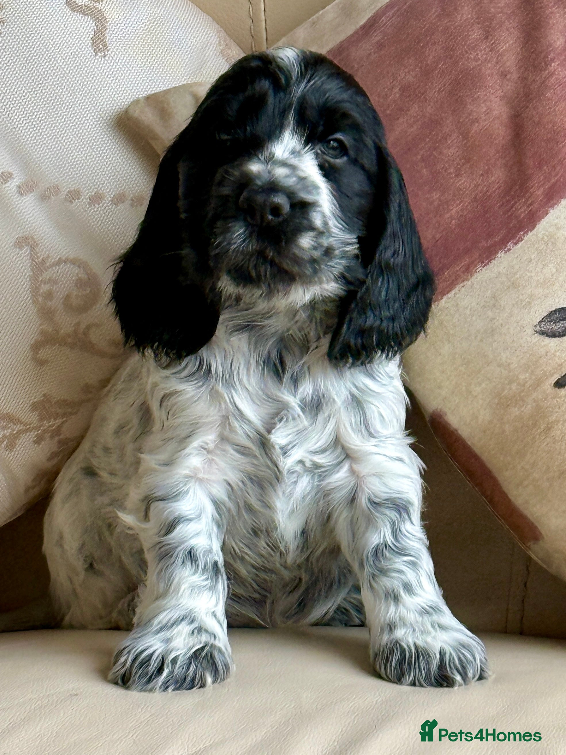 Cocker Spaniel dogs Exceptional Blue Roan Cocker Spaniel Puppies - Advert 3