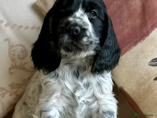 Cocker Spaniel dogs Exceptional Blue Roan Cocker Spaniel Puppies - Advert 3