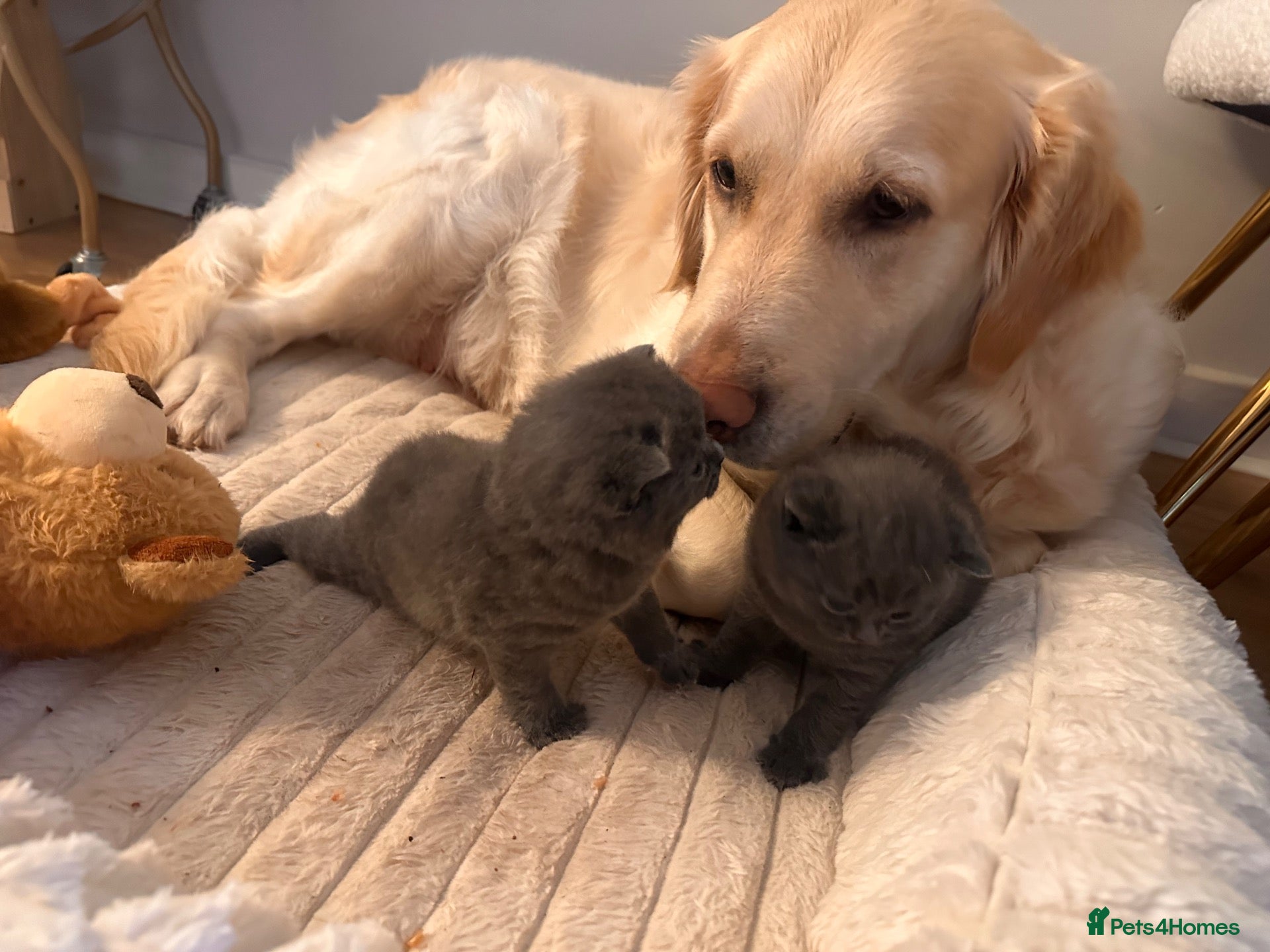 British Shorthair cats BSH blue fluffy boys, pure bread  - Advert 1