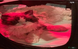 Selkirk Rex cats for sale: Gorgeous Selkirk Rex - Image 18